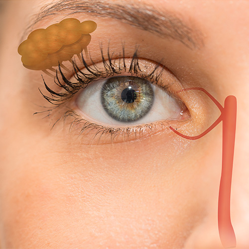 Yılan Yapısı 911798795